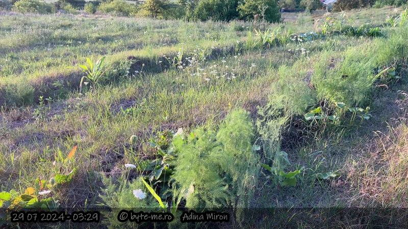 Straturi cu sparanghel intr-o zona a gradinii in care nu creste mai nimic din cauza caldurii
